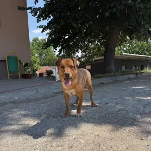 Tala