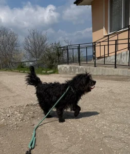 Chico