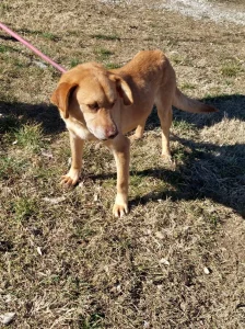 Rizhko