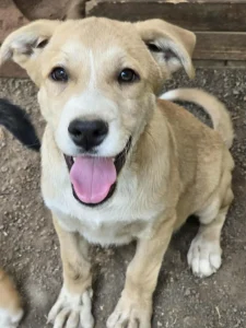 Cooper