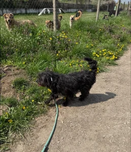 Chico