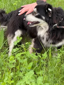Taco