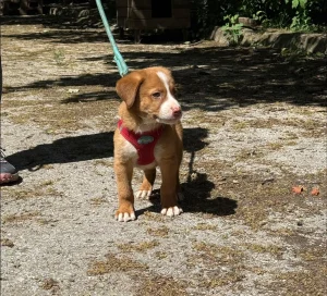Charlie