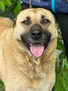 Shaya
