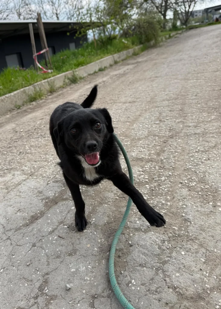 Elva