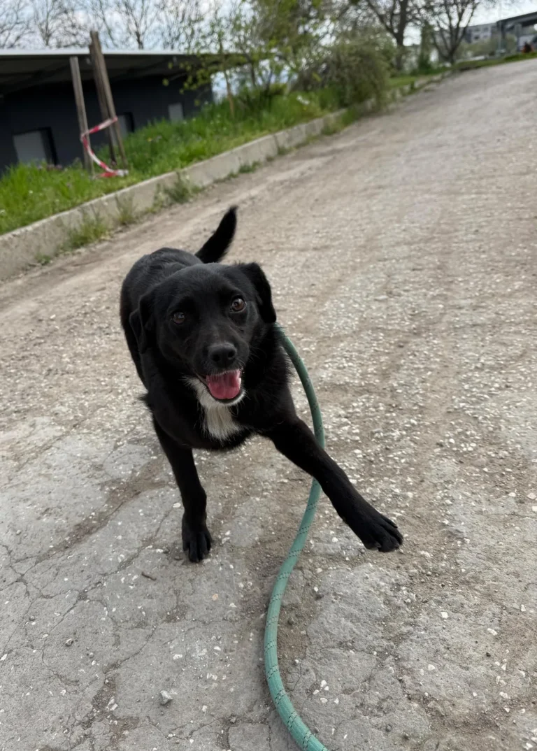Elva
