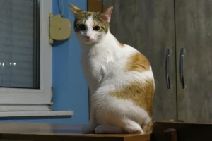 Samba