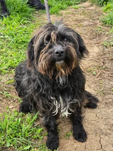 Chico
