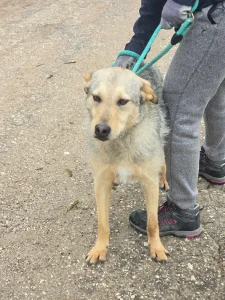 Dina