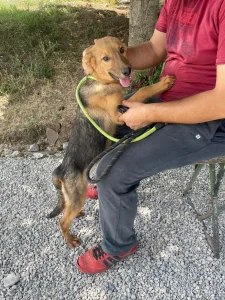 Silvi