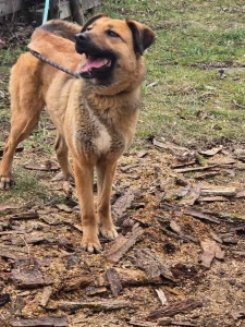 Kaya