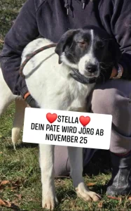 Stella