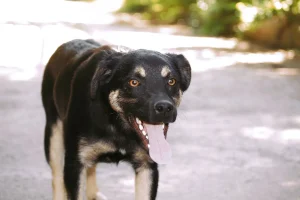 Kovu