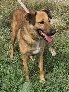 Kaya