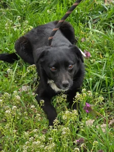 Elva
