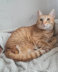 Simba