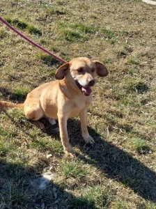 Rizhko
