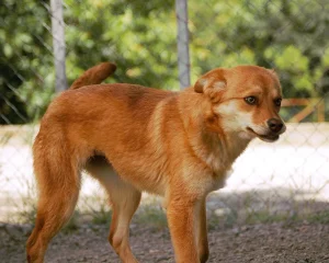 Zira