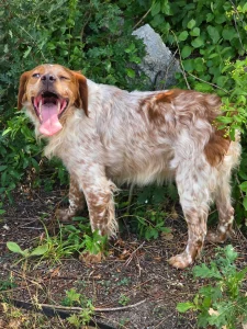 Amos
