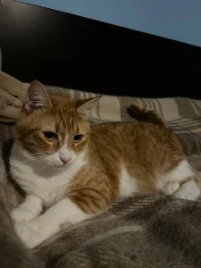 Tango