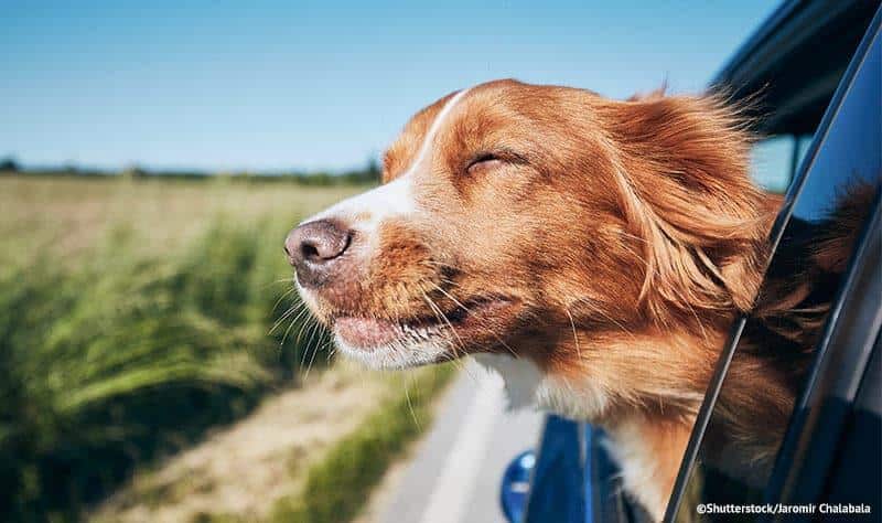 - Warum ist die Sicherheit deines Hundes im Auto so wichtig