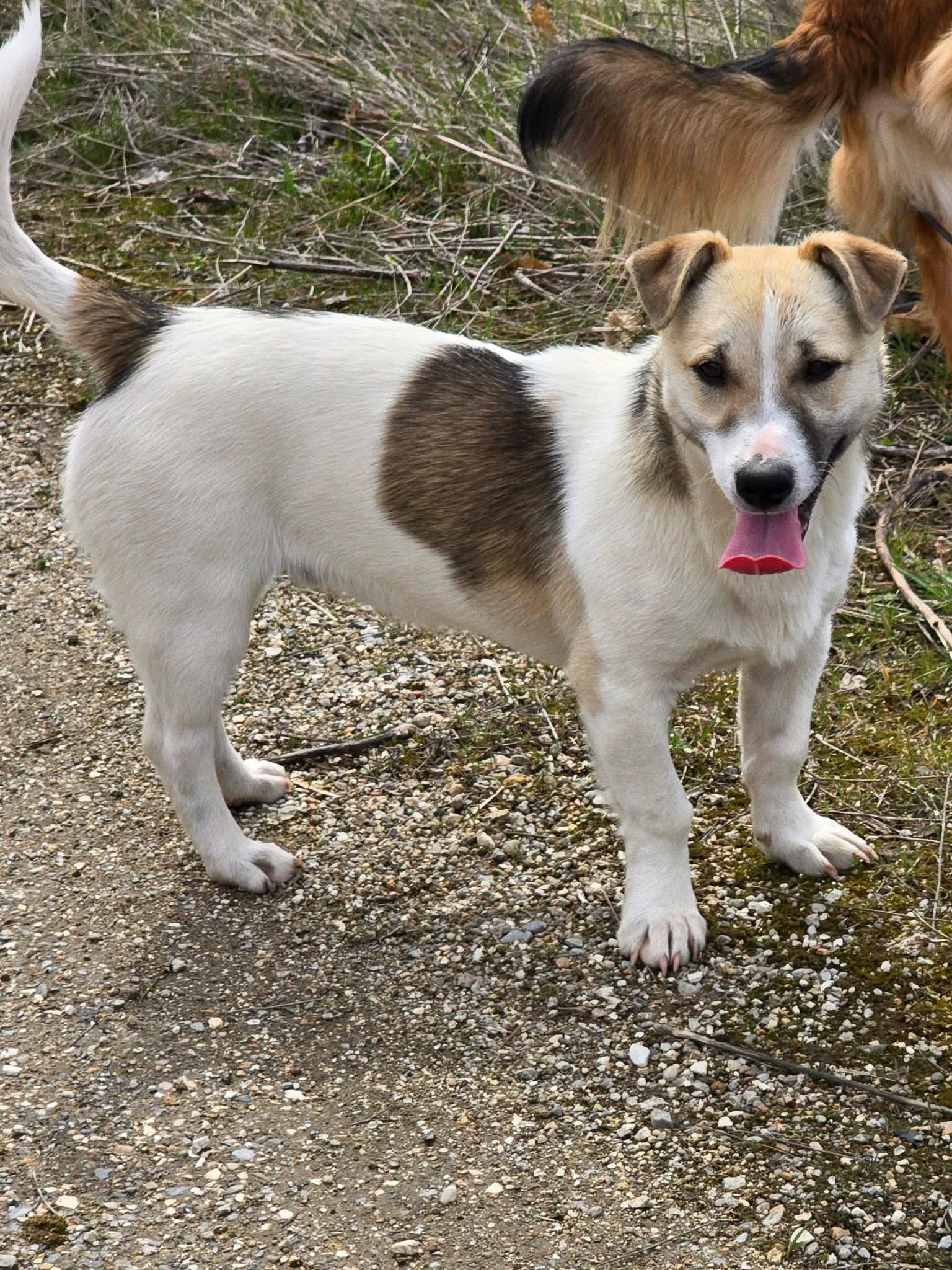 Toby