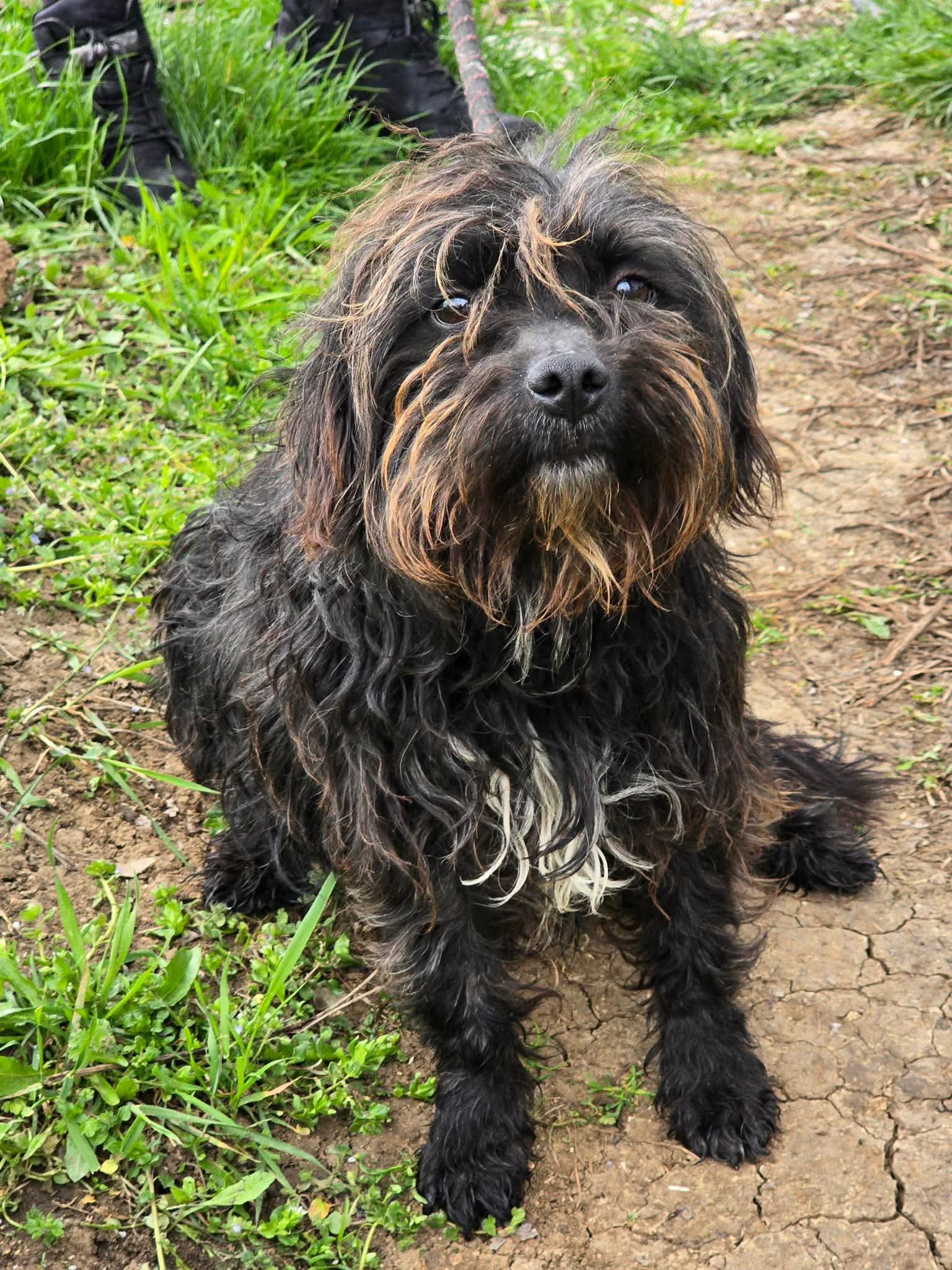 Chico