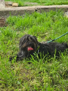 Chico