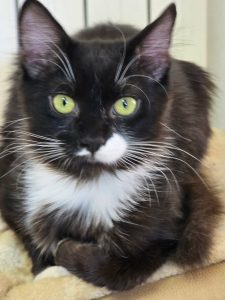Stefo