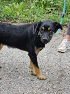 Kovu