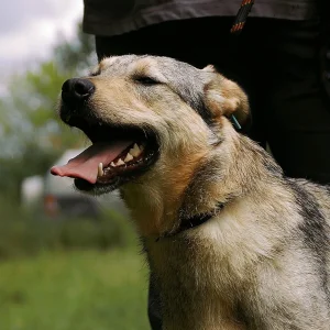 Dina