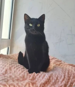 Pami