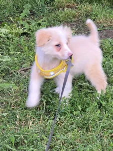Maya