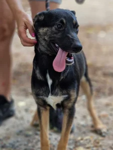 Kira