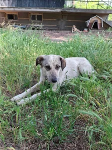 Mia