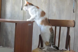 Samba