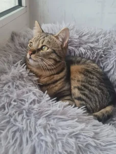 Tiko