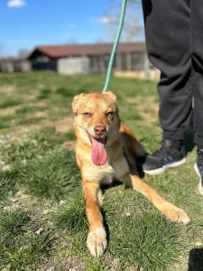 Zira