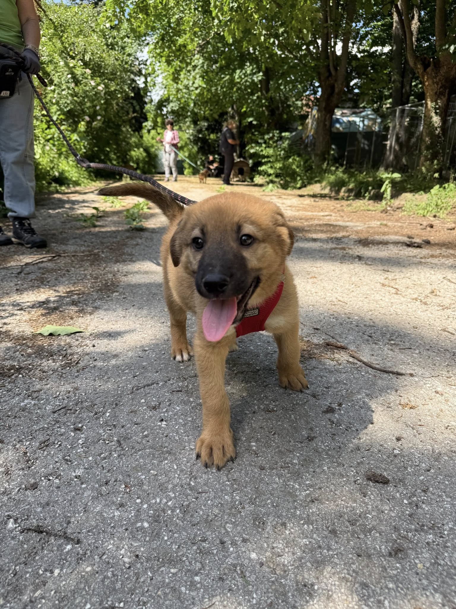 Bruno