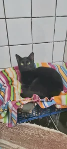 Pami