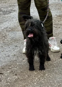 Chico
