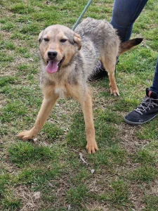 Dina