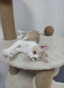 Hugo