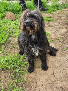 Chico