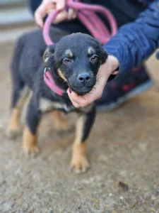 Kovu