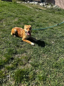 Zira