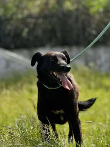 Onyx