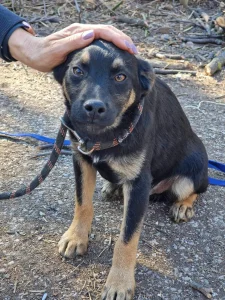 Kovu