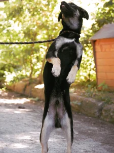 Kovu