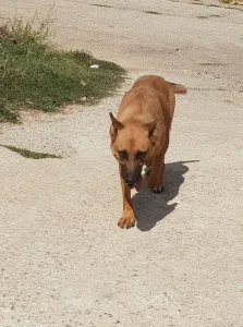 Diega